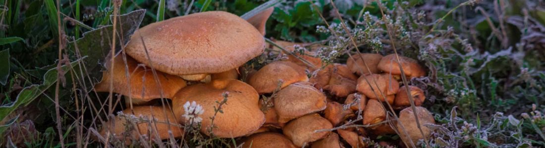 Le champignon mycélium est-il l'avenir du matériau de construction ?