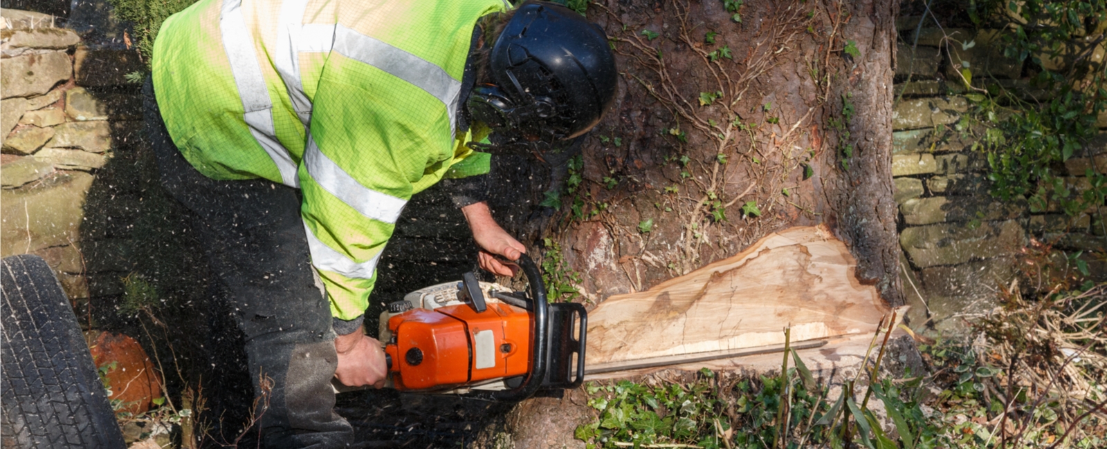 Abattage d'arbres : Outillage, équipement et EPI